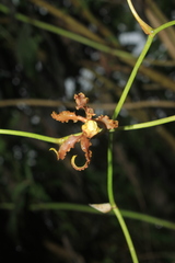 Cyrtochilum divaricatum