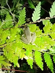 Scinax elaeochroa
