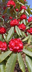 Rhododendron barbatum