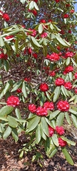 Rhododendron barbatum