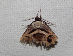 Cometaster pyrula