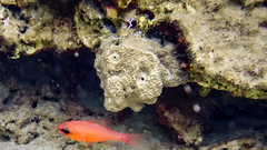 Irciniidae