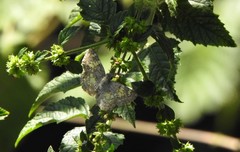 Xenophanes tryxus