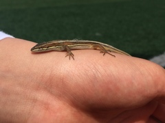 Takydromus wolteri
