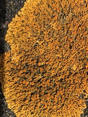 Xanthoria elegans image