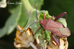Athaumastus haematicus