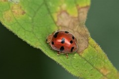 Henosepilachna enneasticta