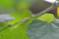 Hypselonotus punctiventris