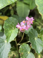 Begonia bracteosa