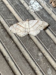 Trigrammia quadrinotaria