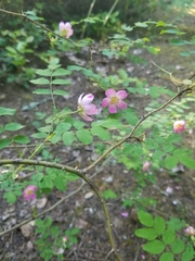 Rosa pisocarpa