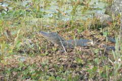 Alligator mississippiensis