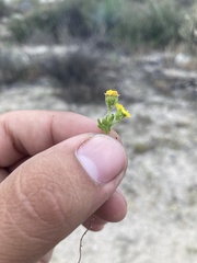 Eriophyllum pringlei
