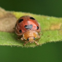 Henosepilachna enneasticta