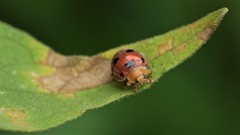 Henosepilachna enneasticta