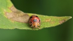 Henosepilachna enneasticta