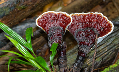 Ganoderma longistipitatum