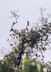 Leptosittaca branickii