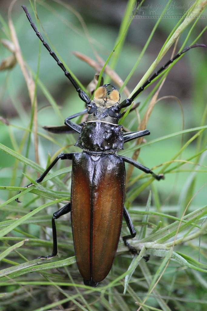 Bearded Imperious Sawyer (Callipogon barbatum) · iNaturalist