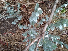 Podalyria sericea