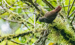 Premnornis guttuliger