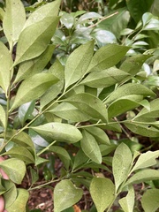 Schaefferia frutescens