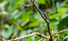 Haplophaedia aureliae