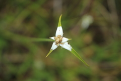 Rhynchospora blepharophora