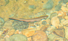Gymnotiformes