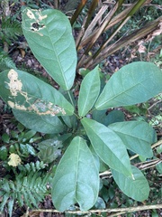 Capparidastrum frondosum