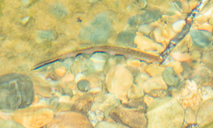 Gymnotiformes