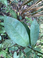 Capparidastrum frondosum