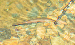 Gymnotiformes