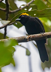 Tachyphonus delatrii