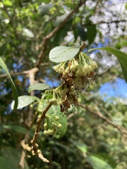 Iochroma arborescens