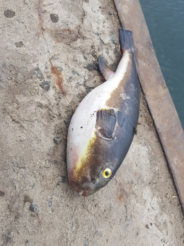 Takifugu porphyreus observed 2021-06-22