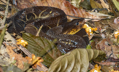 Bothrops asper