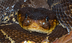 Bothrops asper