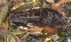 Bothrops asper