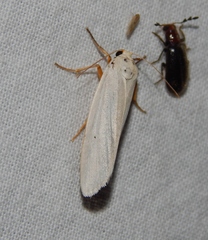 Ilemodes astriga