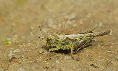 Cepero's Groundhopper, photo 2 of 10