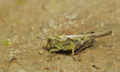 Tetrix ceperoi