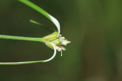 Rhynchospora blepharophora