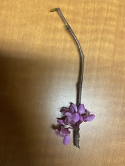Cercis canadensis