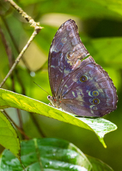 Morpho menelaus amathonte