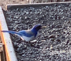 Aphelocoma californica