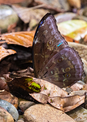 Morpho menelaus amathonte