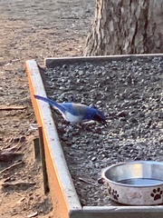 Aphelocoma californica