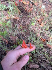 Delphinium nudicaule