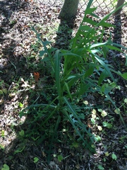 Lactuca canadensis